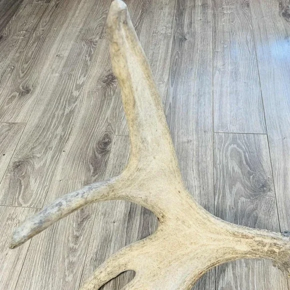Naturally Shed Wild Moose Antler (Horn, Knife, Carving, Chew, Taxidermy) Full - Picture 3 of 16